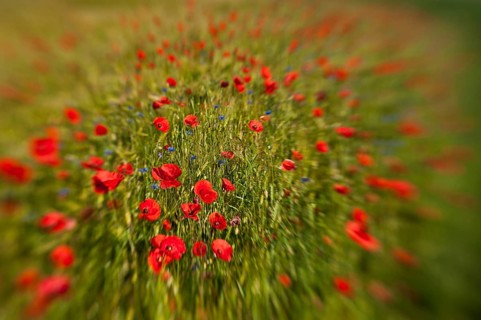 Enchanted (Papaver rhoeas)