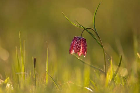 Chess flower (Fritillaria meleagris)