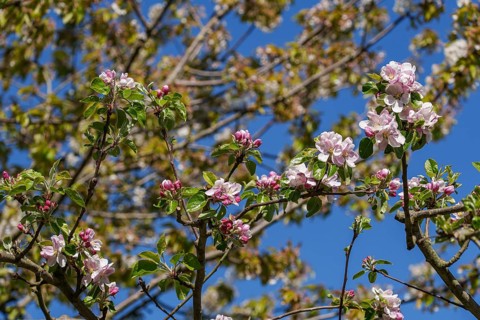 Apple tree branches with pink and white blossoms in front of a blue sky, borken, münsterland,