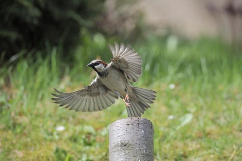 House Sparrow in departure. House sparrow in departure