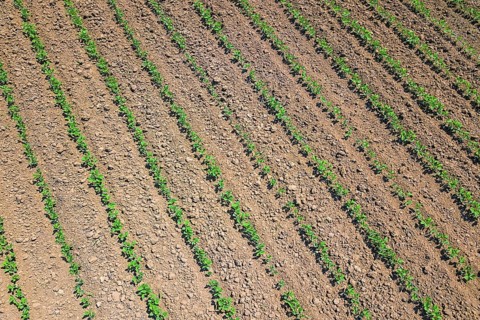 Soybean plantation. Aerial view of cultivated agricultural soybean field. Top view Spring time