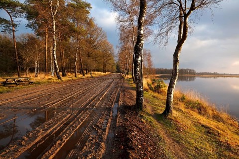 Rural ground road between birch trees by lake, Dwingelderveld