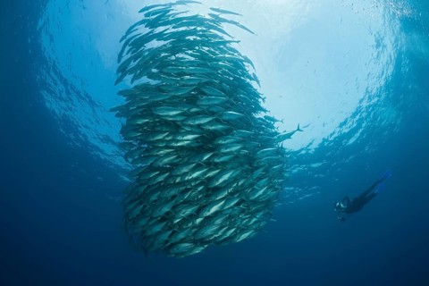 Diver and school of bigeye jacks, Caranx sexfasciatus, Cabo Pulmo, Baja California Sur, Mexico |