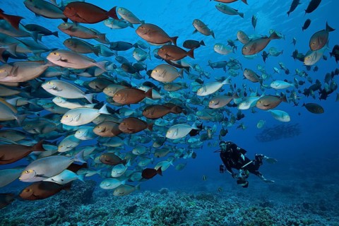 Shoal of grey surgeonfish, Acanthurus mata, Fakarava, Tuamotu Archipelago, French Polynesia | Shoal