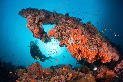 Diving at coral reef, North Male Atoll, Indian Ocean, Maldives, Asia