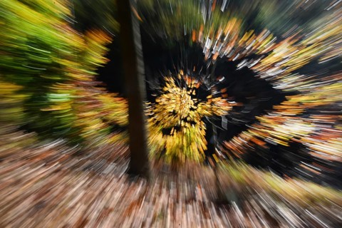 DEU, Germany, Iserlohn: The autumn colours enchant the forest in the Sauerland and also the people