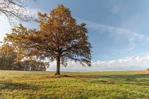 Large solitary oak tree in a meadow in the countryside in autumn. Vosges, France, Europe