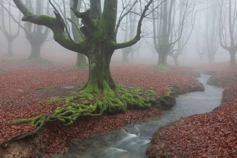 Forest of Otzarreta, Gorbea natural park, Araba, Spain, Europe
