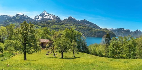 Spring landscape with green meadows, cows, a stable between trees, the Alps mountains and the