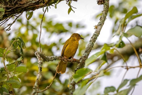 Olive-green tanager perched on a branch against natural b background, Itatiaia, Rio de Janeiro,