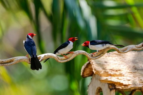 Three Yellow-billed Cardinals perched on a branch against bokeh green background, Pantanal