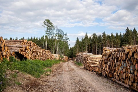 Wood pile at the edge of the forest path