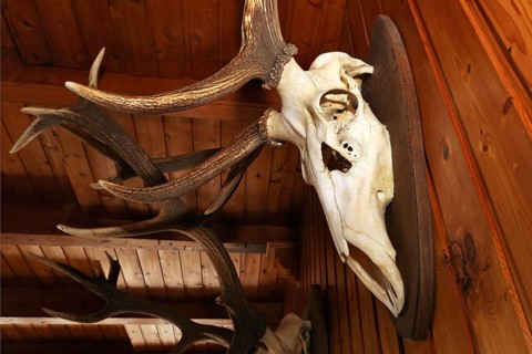 Antlers