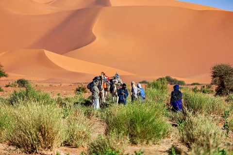 Group of people and camels standing in sandy desert landscape with vegetation, Tuareg with his