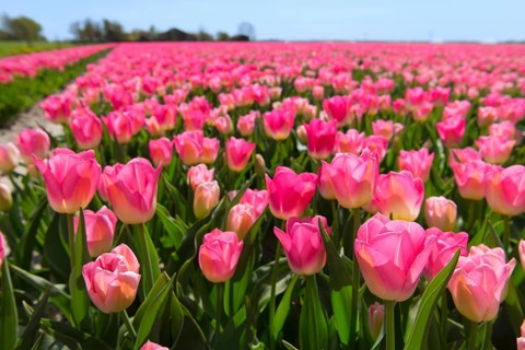 Fields full of pink tulips in Dutch Flevopolder
