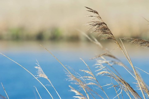 Swaying reeds in front of a blue lake