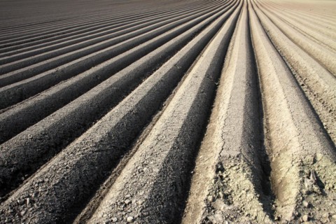 Furrows for carrot cultivation