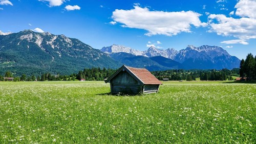 Hay barn in the middle of a blooming alpine flower meadow in front of the Karwendel mountains