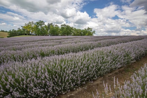 Beautiful summer evening in a lavender field. Large blue lavender bushes blooming in a cultivation