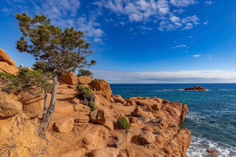 Coastal landscape with bizarre red rocks and gnarled trees with a view of the sea in the sunshine,