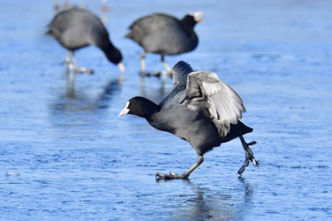 Eurasian coot foraging, Eurasian coot in winter in saxon