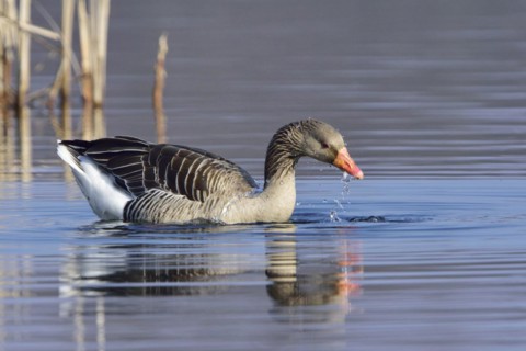 Greylag Geese in Upper Lusatia