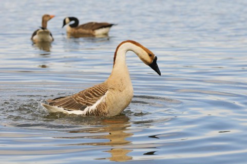 Schwanengans (Anser cygnoides), Swan Goose (Anser cygnoides) am Ammersee