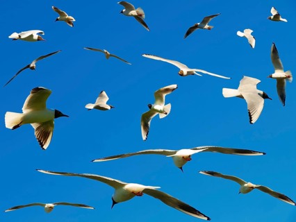 A lot of seagulls in the blue sky