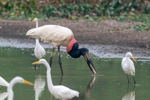 Jabiru (Jabiru mycteria), catching a fish, Pantanal, inland, wetland, UNESCO Biosphere Reserve,