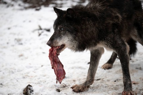 Laura Dick Pelm, Kasselburg, Rhineland-Palatinate, Timberwolves, wolf feeding on 04.01.2025 in the