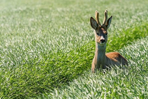 Roe Deer Buck in wheat field. Roe deer wildlife