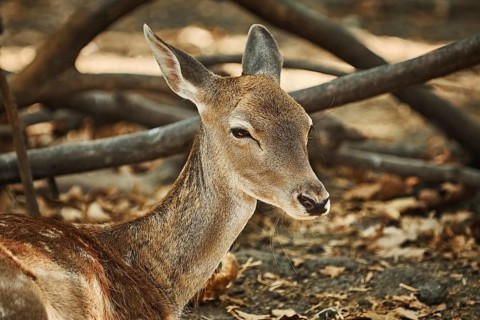 Close-up Portrait of Young Spotted Deer Varna, Bulgaria, Europe