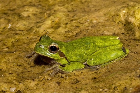 Sardinian tree frog sitting in a stream