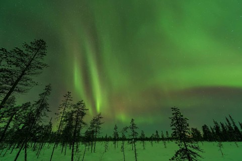 Northern Lights (Aurora borealis) over snowy landscape, Gällivare, Norrbotten, Lapland, Sweden,