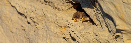 Sand martin, sand martins, (Riparia riparia) animals, birds, swallows, feeding. of young birds,