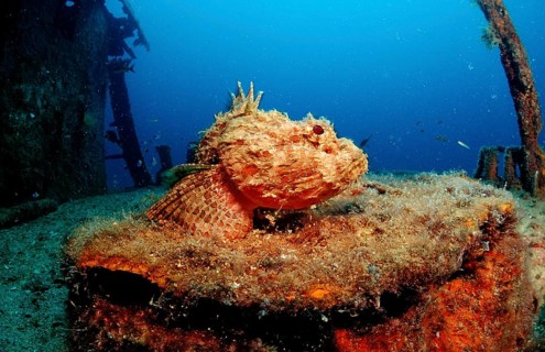 Scorpionfish on shipwreck, Scorpaena plumieri mystes, Mexico, Lake Cortez, Lower California, La