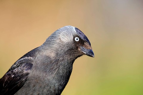Jackdaw, (Corvus monedula), portrait, rook, family of corvids, raven, Wadi Darbat, Salalah,