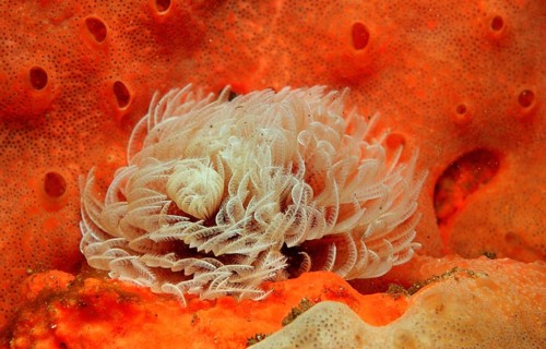 Featherworm, Sabellastarte sp., South Africa, Tsitsikamma National Park, Indian Ocean, Africa