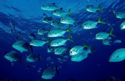 Bigeye jack mackerel, Bigeye jack mackerel, Caranx latus, Bahamas, Caribbean Sea, Caribbean, Grand