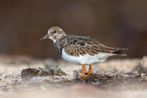 Turnstone, (Arenaria interpres), Animals, Birds, Snipe family, Heligoland, Schleswig-Holstein,