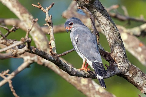 Cuckoo Hawk, Barred Hawk, (Kaupifalco monogrammicus), Throated Barred Hawk, perching site,