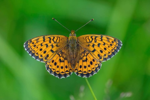 Meadowsweet Pearl-bordered Fritillary, Meadowsweet Pearl-bordered Fritillary, Violet Silver