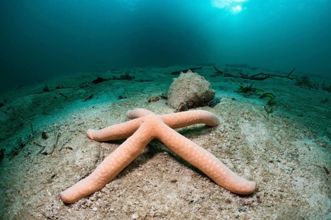 Starfish in lagoon, Linckia sp., Cenderawasih Bay, West Papua, Indonesia, Asia