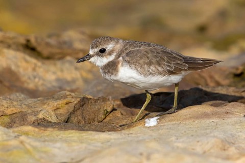 Animals, Birds, Little Ringed Plover, Mongolian Plover, (Charadrius mongolus), Al Muwalah,