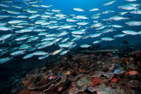 Fusiliers over coral reef, Pterocaesio tesselata, Raja Ampat, West Papua, Indonesia, Asia