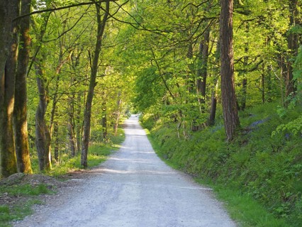 A perspective view a narrow country lane running though bright sunlit spring woodland with a