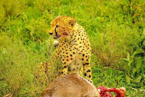 Cheetah male standing with bloody face after eating at young Gnu or Wildebeest in green grass
