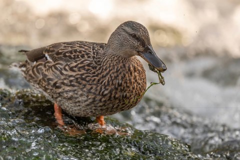 Female mallard (Anas platyrhynchos) duck looking for food in a river. Thann, Haut-Rhin,