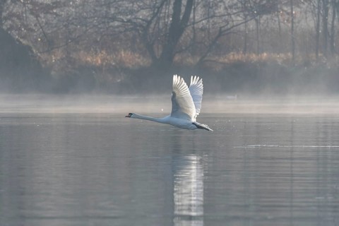 Mute swan (Cygnus olor) on takeoff on the water of a lake, Bas-Rhin, Alsace, Grand Est, France,
