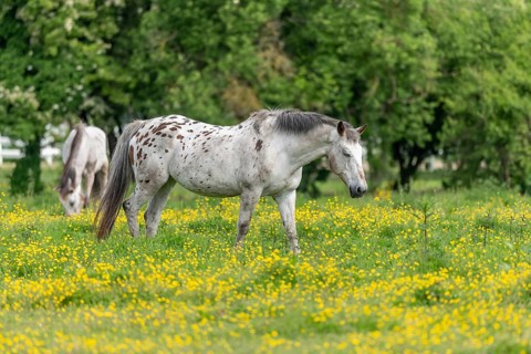 Horse in a green pasture filled with yellow buttercups. Bas-Rhin, Collectivite europeenne d'Alsace,